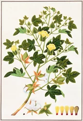 Gopypium Arboreum ou Cotton Plant, c.1805-18 (wc no papel)
